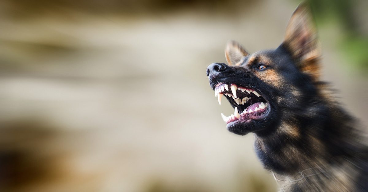 Understanding Massachusetts Dog Bite Laws: The Impact of Tormenting the Dog and Trespassing