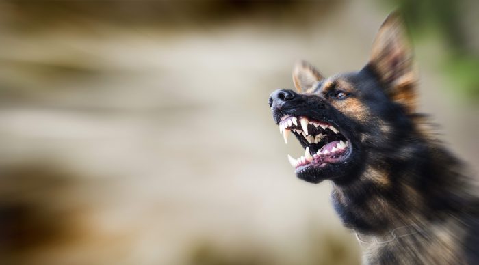 If you are a victim of a dog bite, call Perrault Blair Law