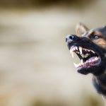 Understanding Massachusetts Dog Bite Laws: The Impact of Tormenting the Dog and Trespassing