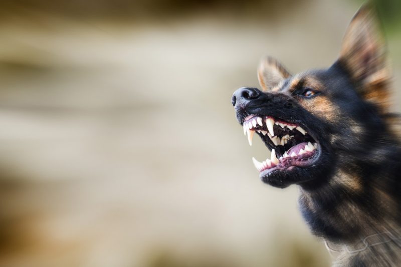 Understanding Massachusetts Dog Bite Laws: The Impact of Tormenting the Dog and Trespassing
